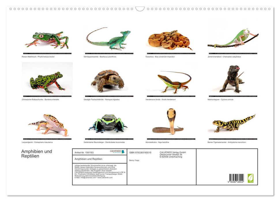 Amphibien und Reptilien (CALVENDO Wandkalender 2024)