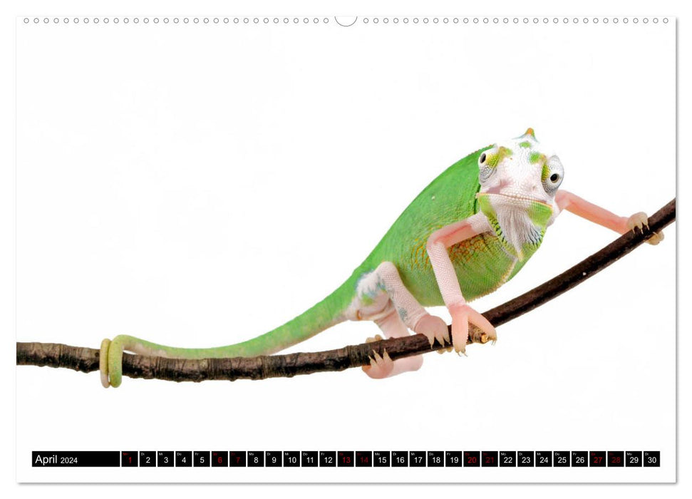 Amphibien und Reptilien (CALVENDO Wandkalender 2024)
