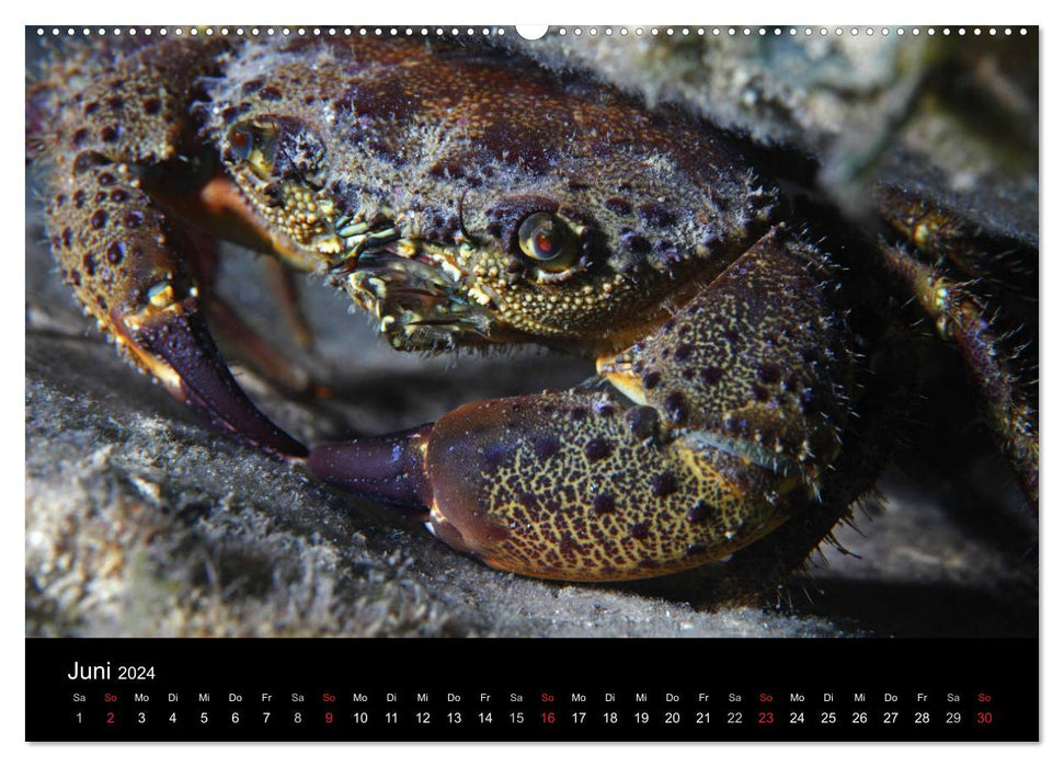 Pictures of the Depth 2024 (CALVENDO Wall Calendar 2024) 