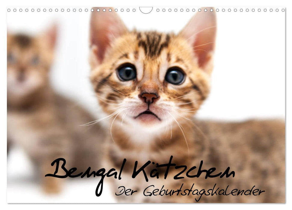 Bengal Kätzchen - Der Geburtstagskalender (CALVENDO Wandkalender 2024)