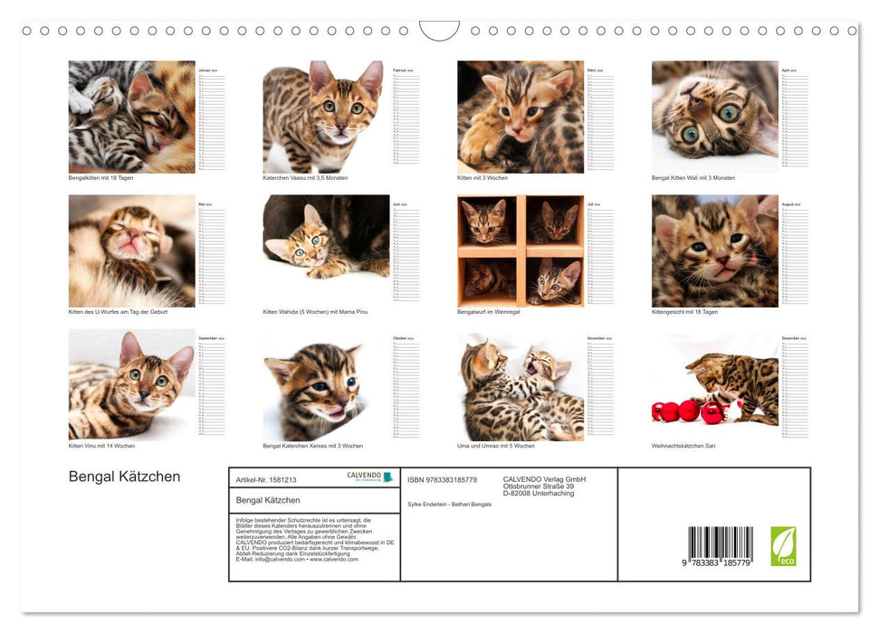 Bengal Kitten - The Birthday Calendar (CALVENDO Wall Calendar 2024) 
