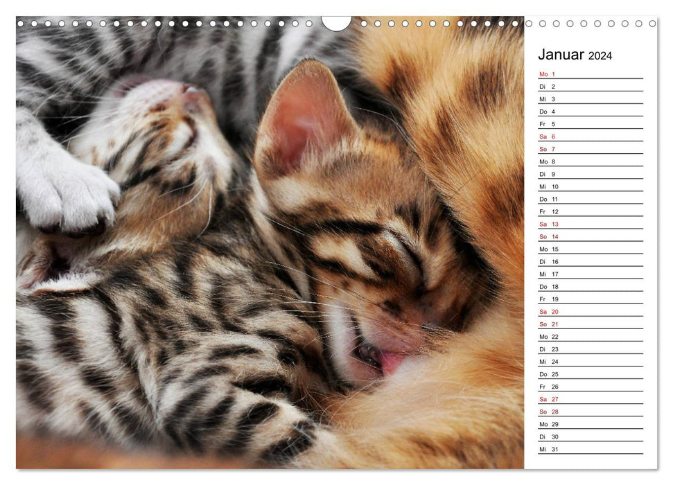 Bengal Kitten - The Birthday Calendar (CALVENDO Wall Calendar 2024) 