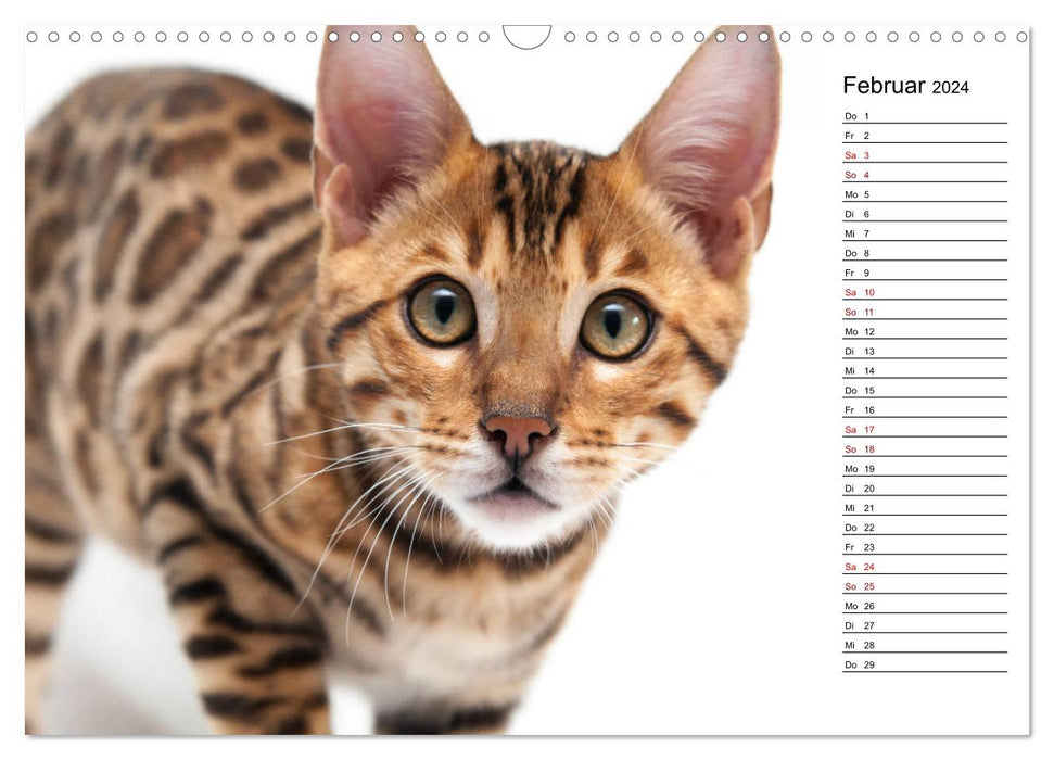 Bengal Kitten - The Birthday Calendar (CALVENDO Wall Calendar 2024) 