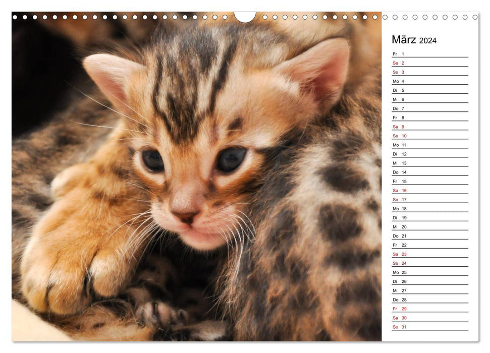 Bengal Kitten - The Birthday Calendar (CALVENDO Wall Calendar 2024) 