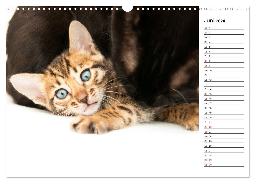 Bengal Kätzchen - Der Geburtstagskalender (CALVENDO Wandkalender 2024)
