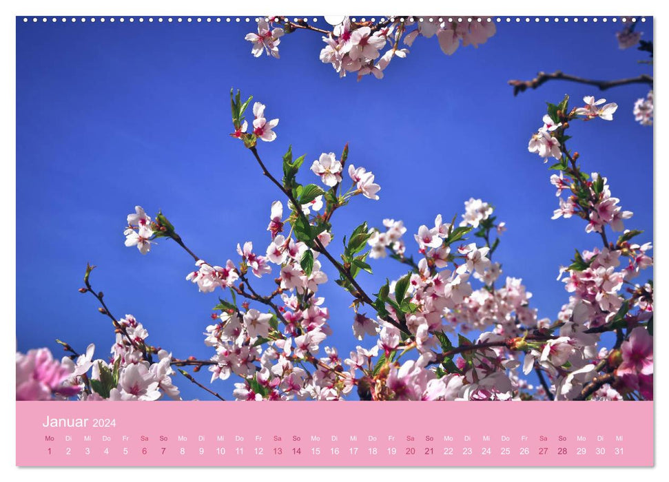 Zarte Kirschblüten - Berauschende Gedankendüfte (CALVENDO Premium Wandkalender 2024)