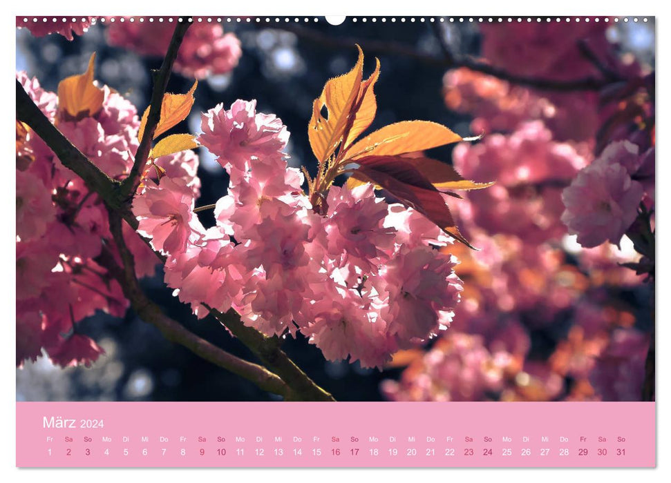 Delicate cherry blossoms - intoxicating scents of thoughts (CALVENDO Premium Wall Calendar 2024) 
