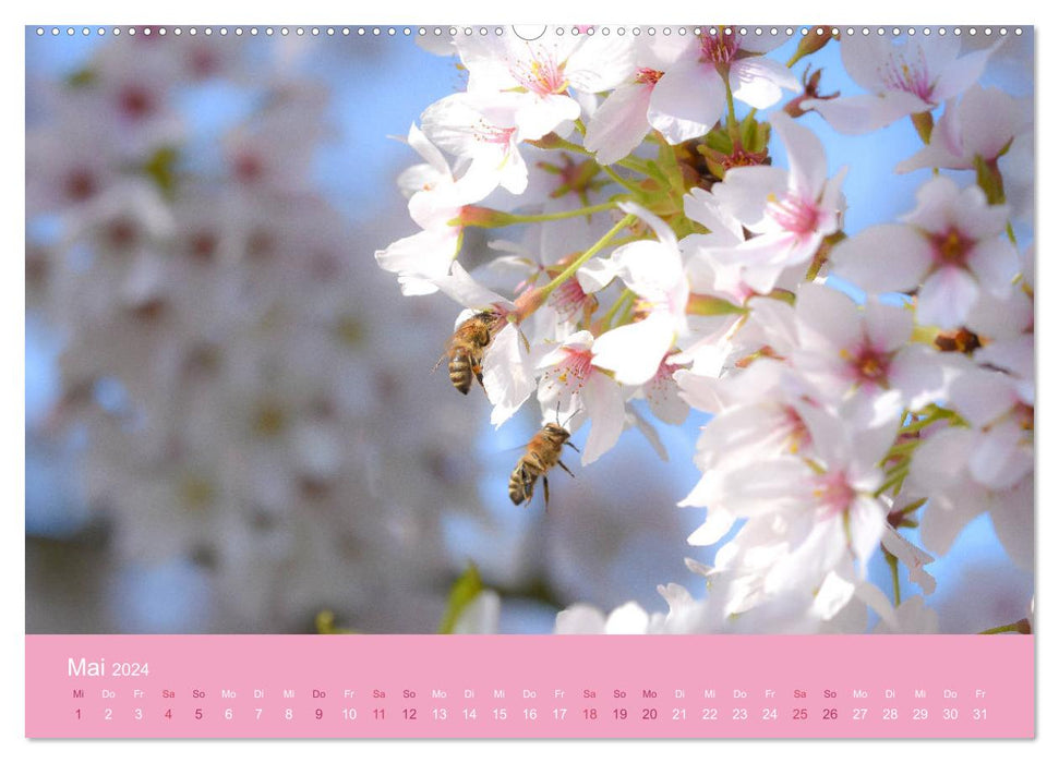 Zarte Kirschblüten - Berauschende Gedankendüfte (CALVENDO Premium Wandkalender 2024)