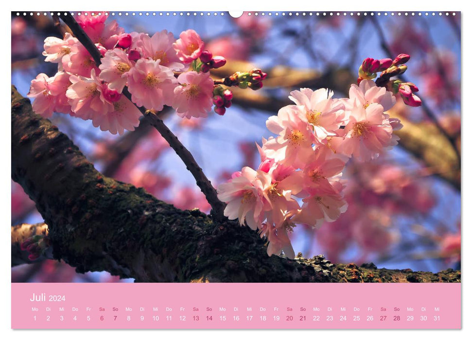 Zarte Kirschblüten - Berauschende Gedankendüfte (CALVENDO Premium Wandkalender 2024)