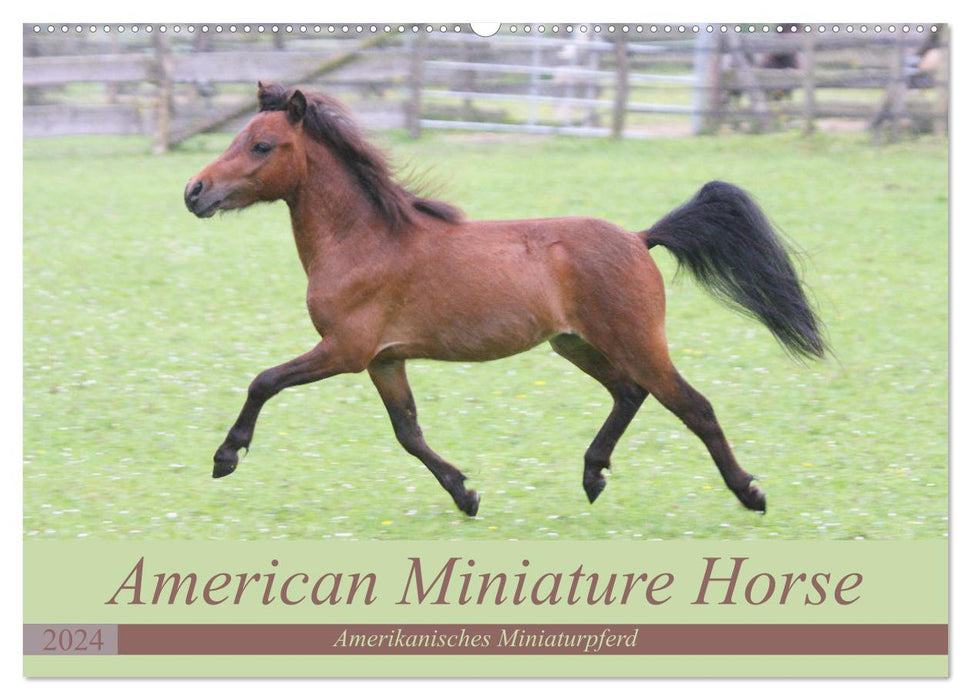 American Miniature Horse (CALVENDO Wandkalender 2024)