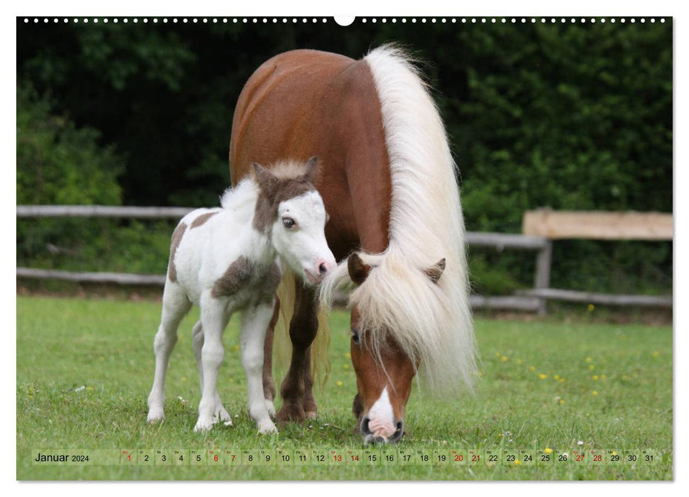 American Miniature Horse (CALVENDO Wandkalender 2024)