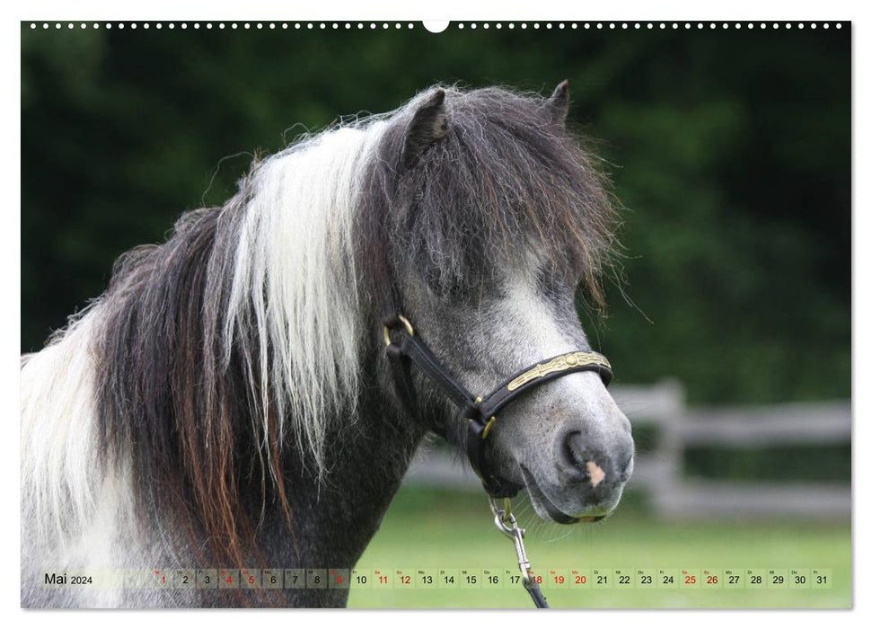 American Miniature Horse (CALVENDO wall calendar 2024) 