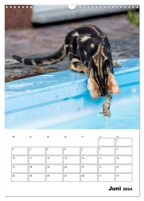 Bengalen - verschmust und abenteuerlustig (CALVENDO Wandkalender 2024)