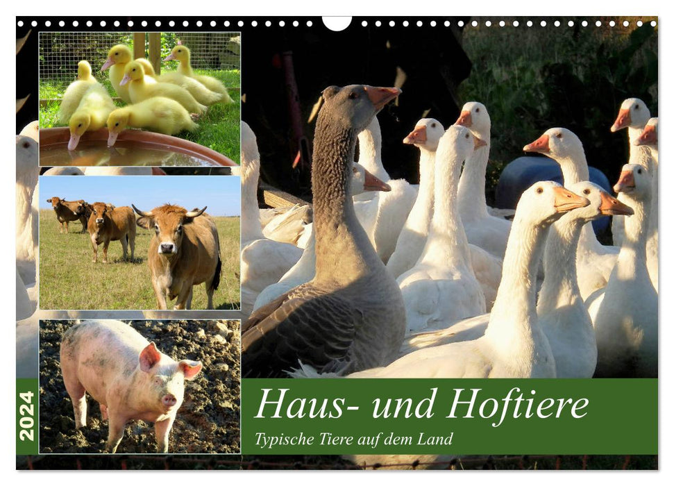 Domestic and farm animals (CALVENDO wall calendar 2024) 