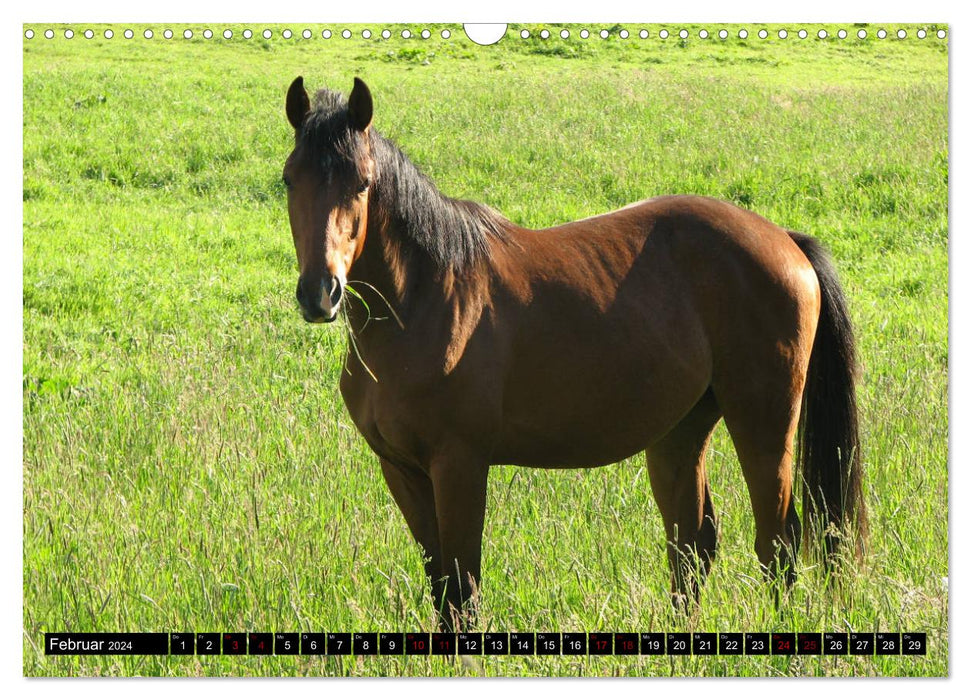 Domestic and farm animals (CALVENDO wall calendar 2024) 