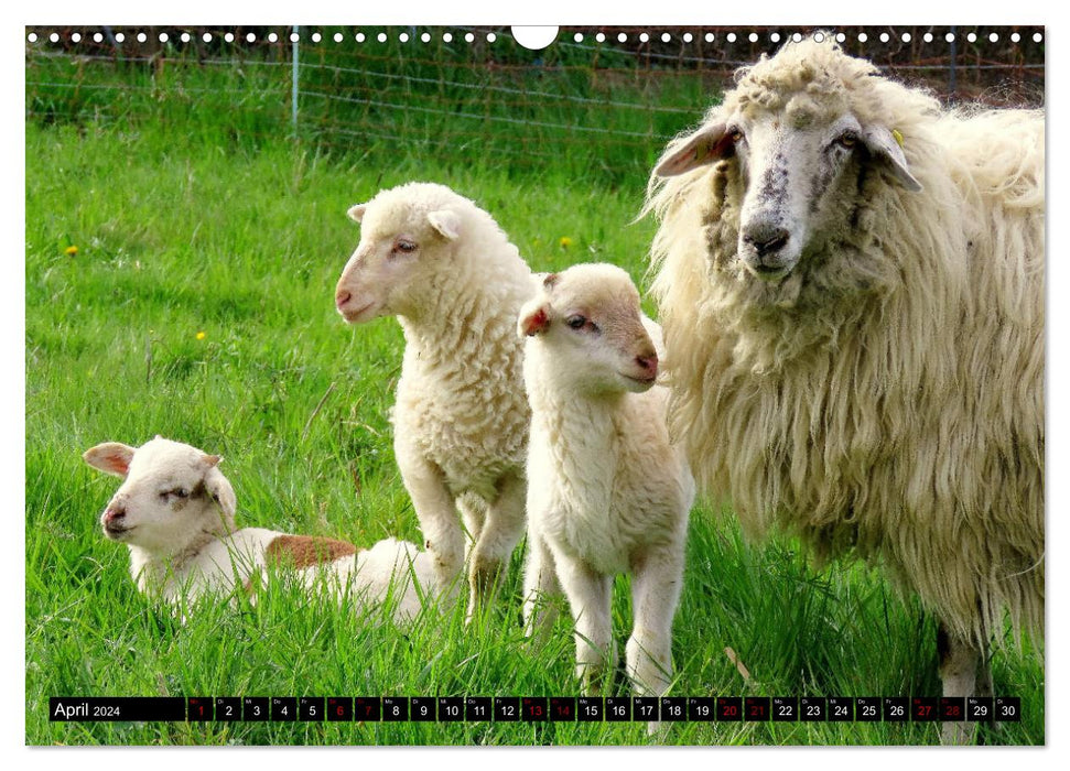 Animaux domestiques et de la ferme (Calendrier mural CALVENDO 2024) 