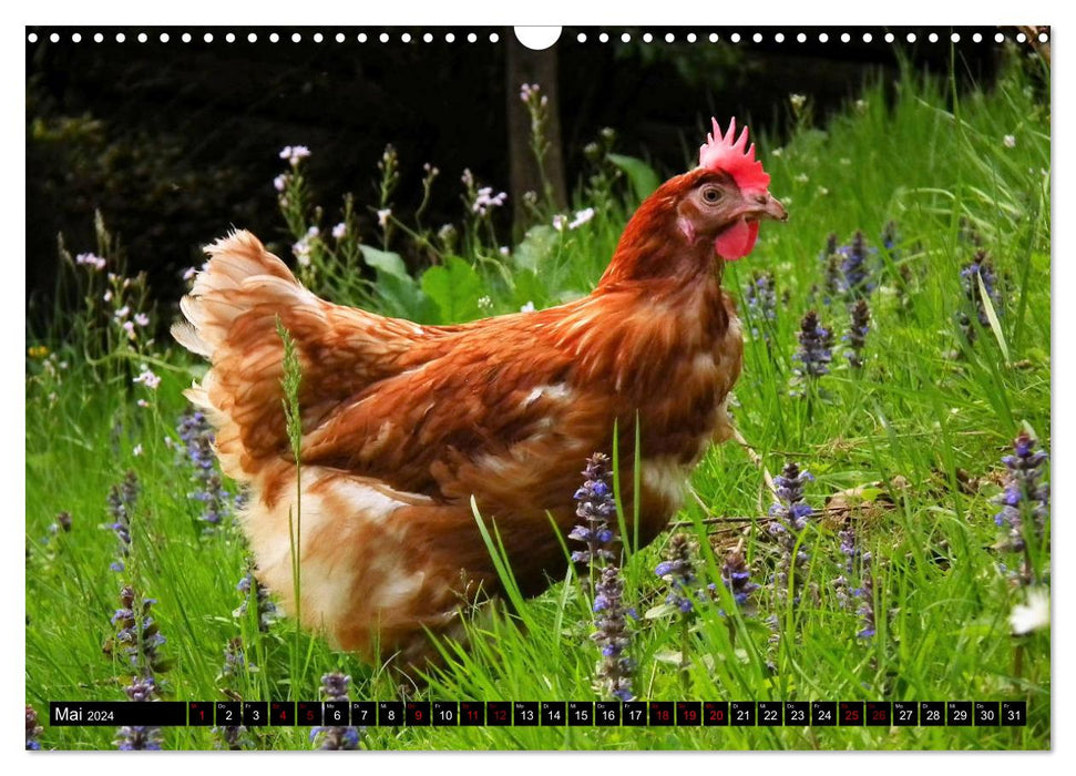 Animaux domestiques et de la ferme (Calendrier mural CALVENDO 2024) 