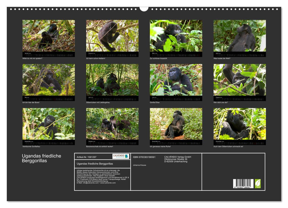 Ugandas friedliche Berggorillas (CALVENDO Wandkalender 2024)