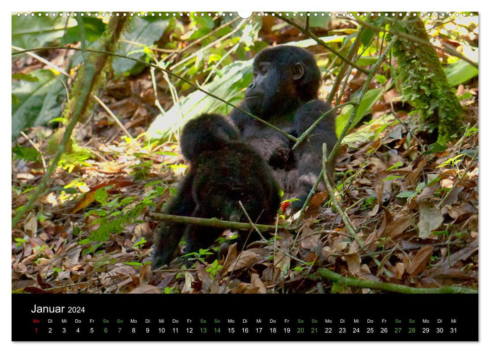 Uganda's peaceful mountain gorillas (CALVENDO wall calendar 2024) 