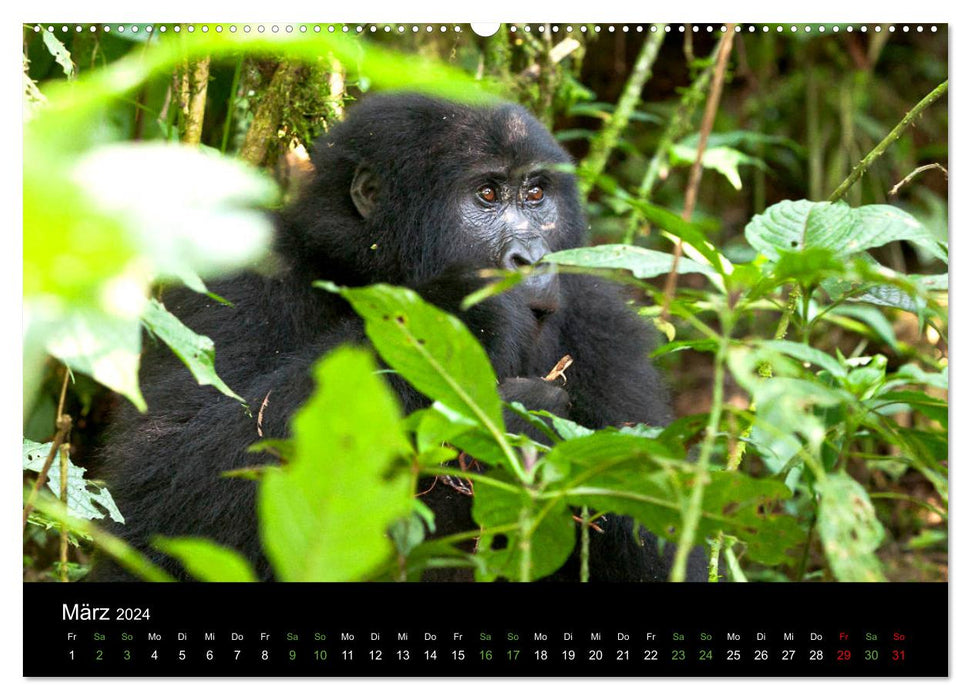 Ugandas friedliche Berggorillas (CALVENDO Wandkalender 2024)