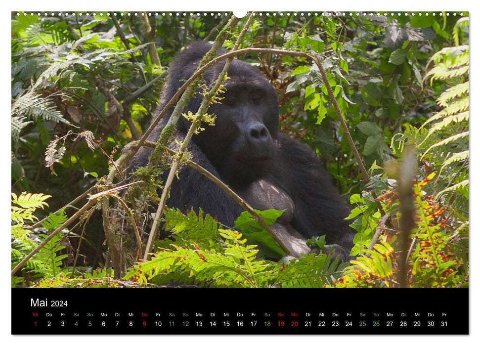 Ugandas friedliche Berggorillas (CALVENDO Wandkalender 2024)