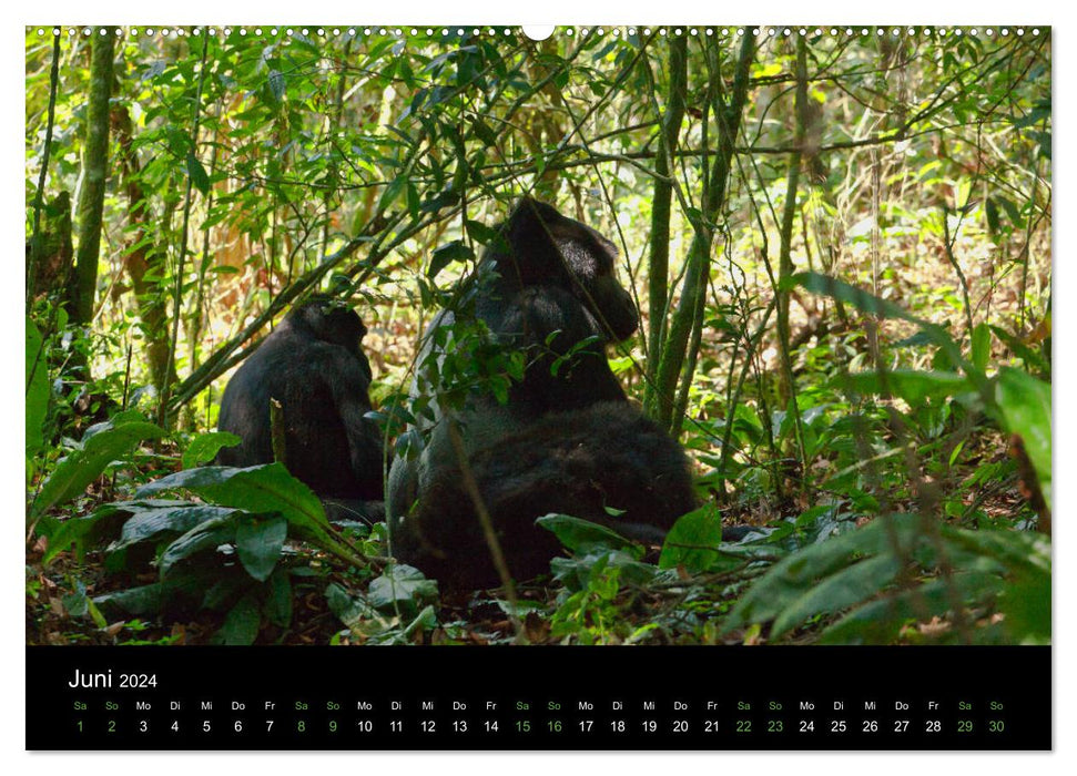 Les paisibles gorilles des montagnes de l'Ouganda (calendrier mural CALVENDO 2024) 