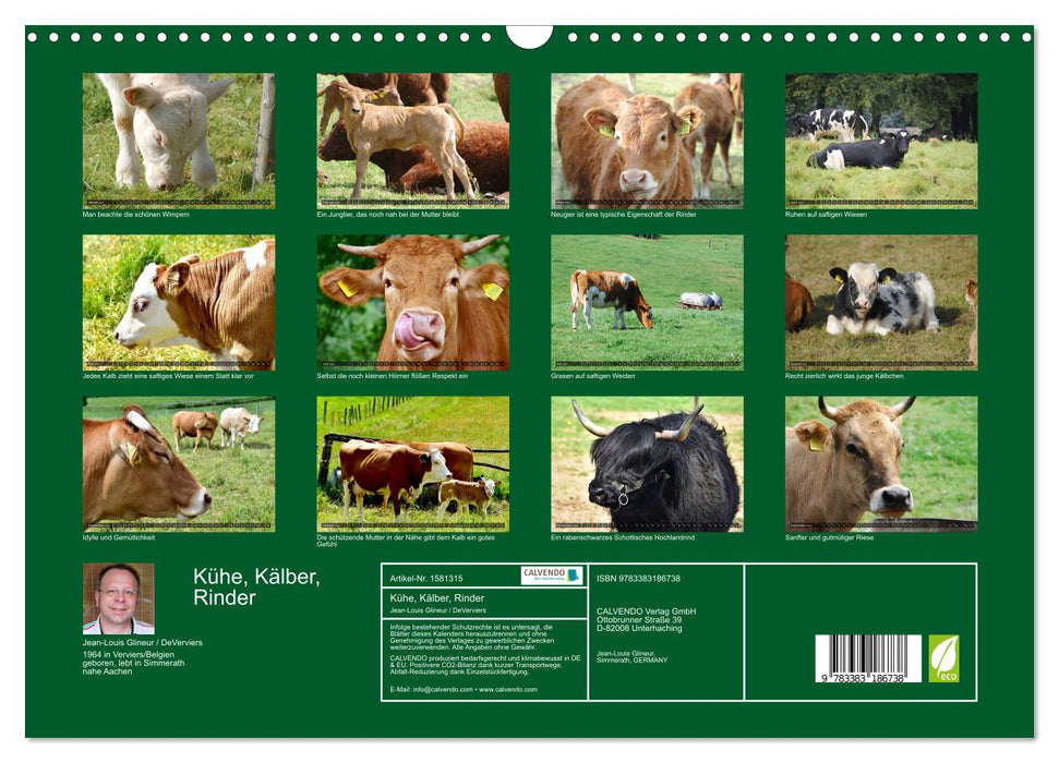 Kühe, Kälber, Rinder (CALVENDO Wandkalender 2024)