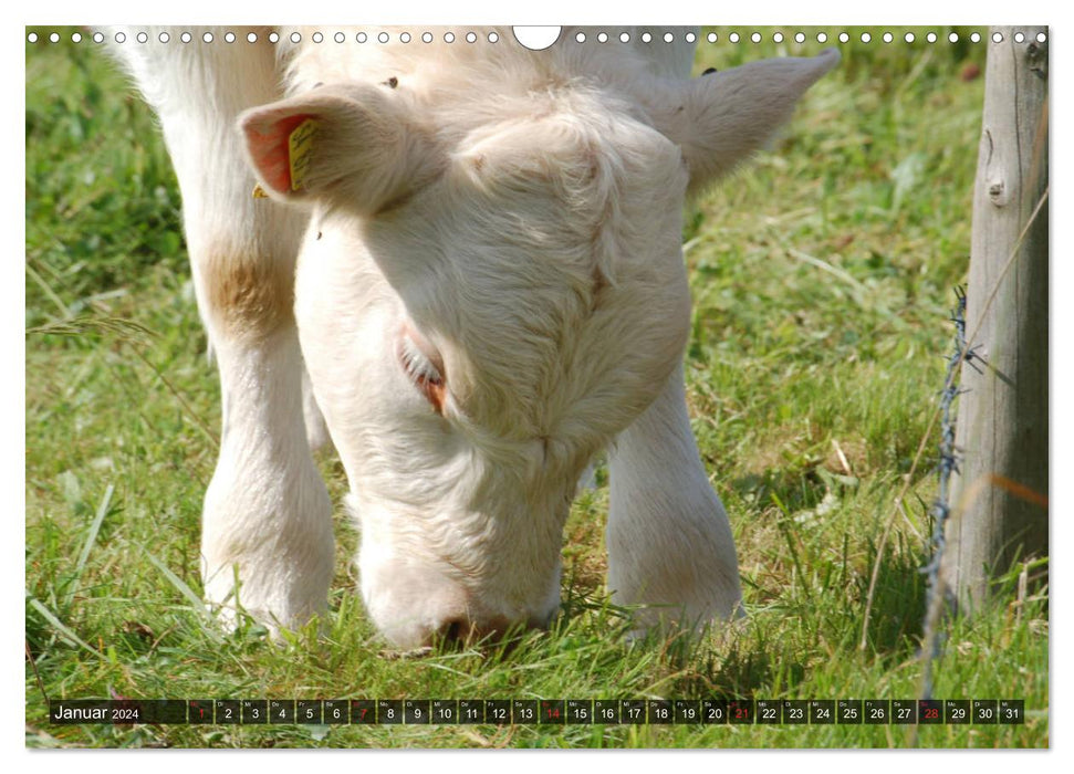 Vaches, veaux, bovins (Calendrier mural CALVENDO 2024) 