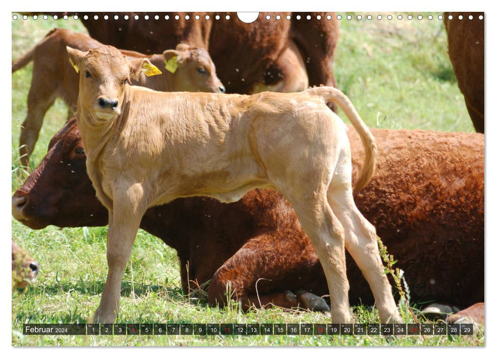 Cows, calves, cattle (CALVENDO wall calendar 2024) 