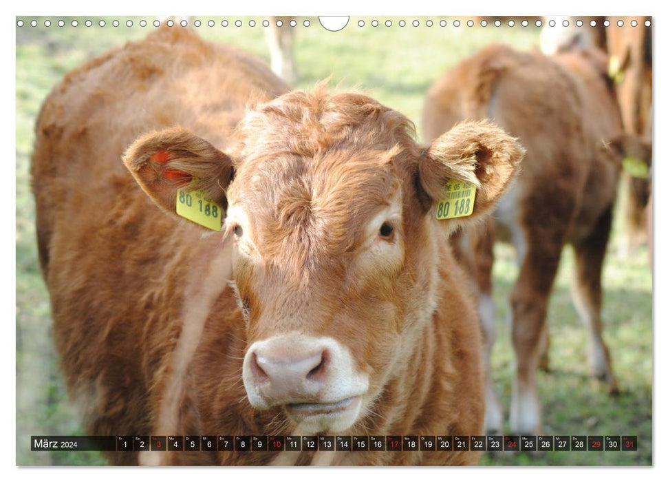 Vaches, veaux, bovins (Calendrier mural CALVENDO 2024) 