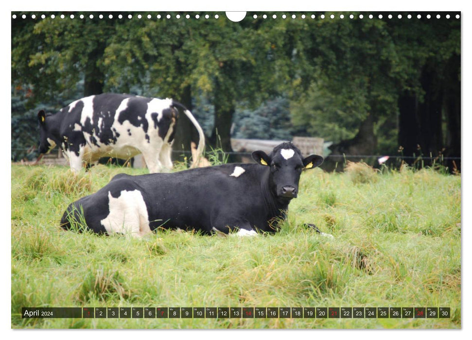 Kühe, Kälber, Rinder (CALVENDO Wandkalender 2024)