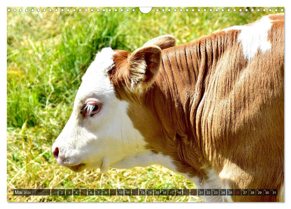 Vaches, veaux, bovins (Calendrier mural CALVENDO 2024) 