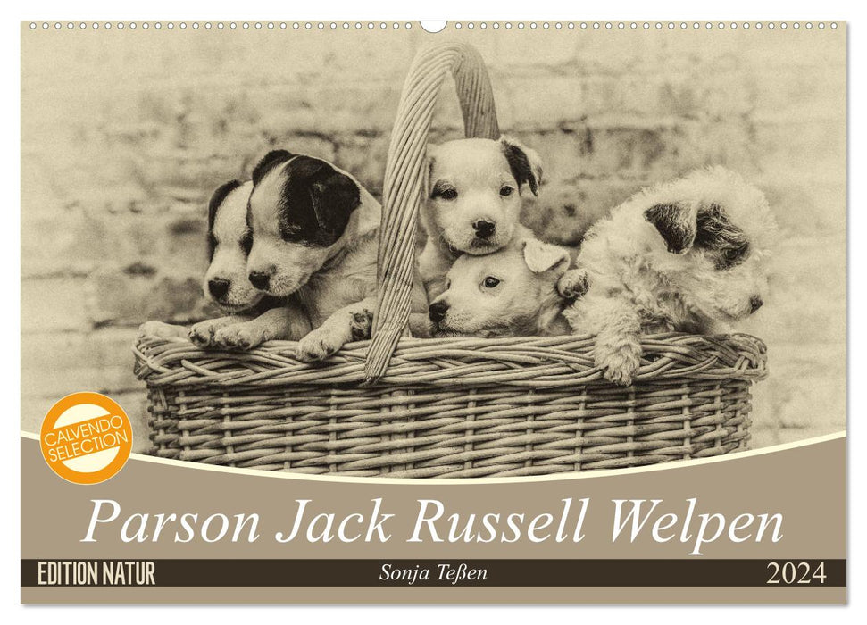 Parson Jack Russel Welpen (CALVENDO Wandkalender 2024)