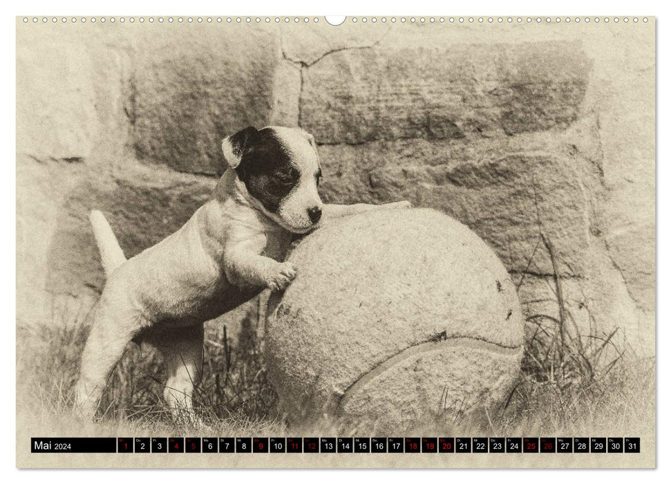 Parson Jack Russel puppies (CALVENDO wall calendar 2024) 