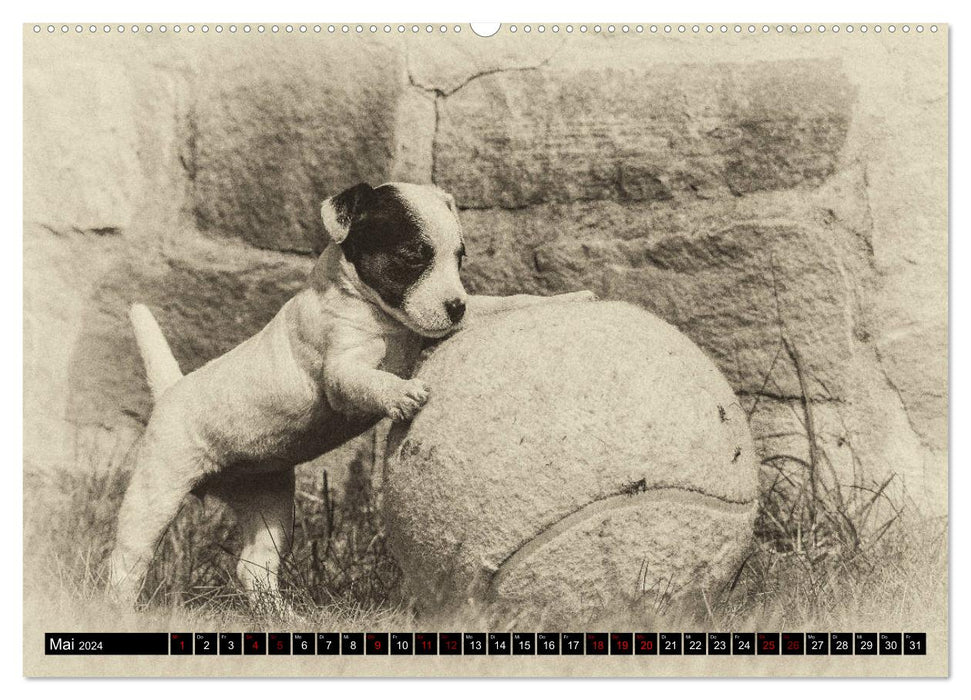 Parson Jack Russel Welpen (CALVENDO Wandkalender 2024)