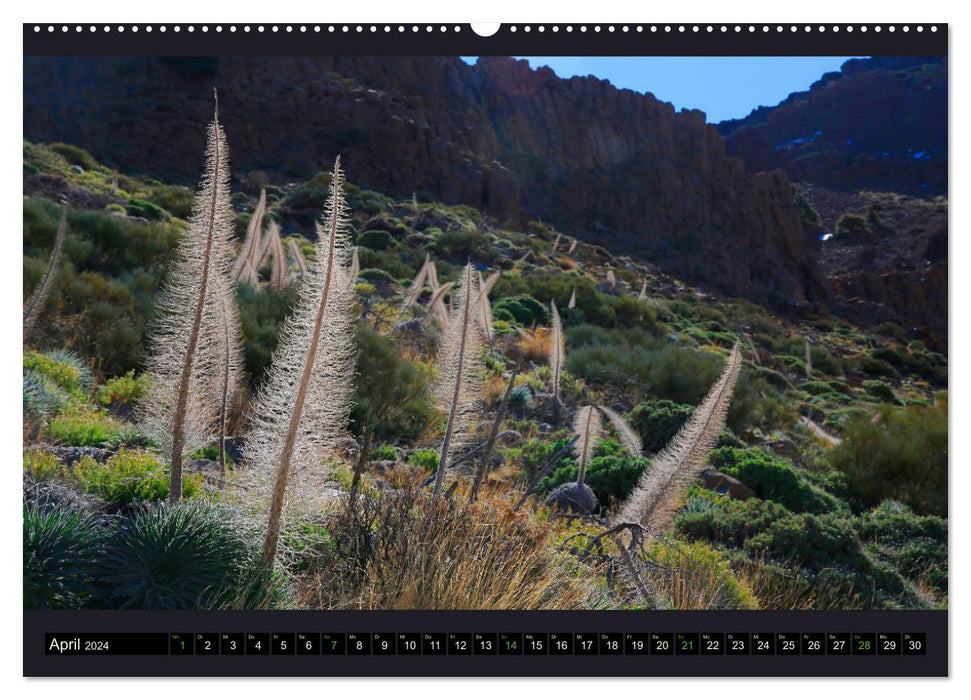 wild Tenerife (CALVENDO wall calendar 2024) 