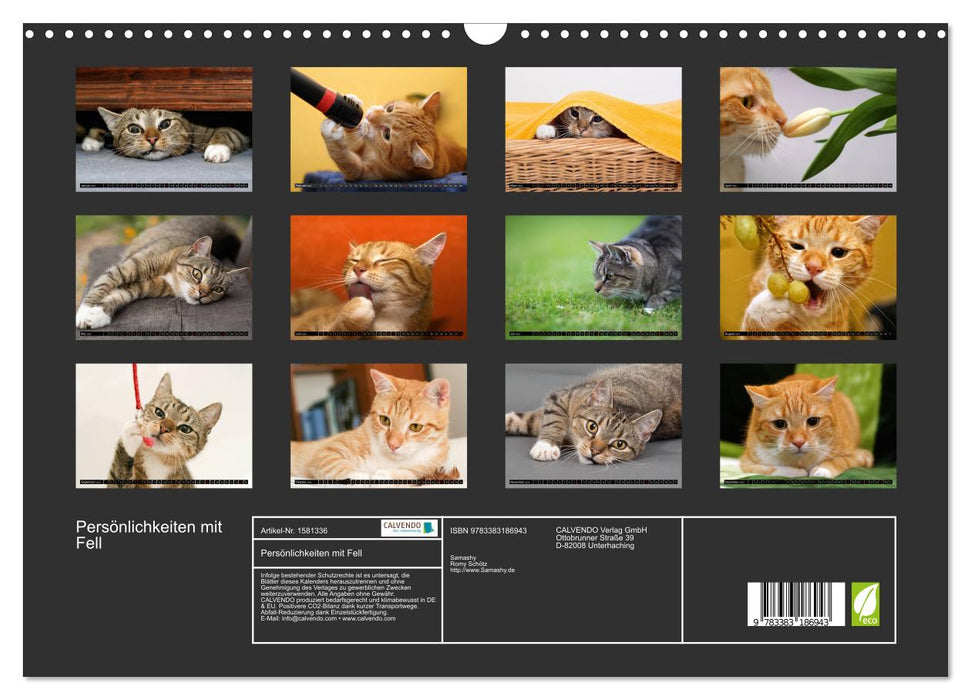 Personalities with fur - from the lives of two tabby tomcats (CALVENDO wall calendar 2024) 