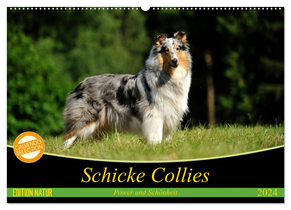 Schicke Collies (CALVENDO Wandkalender 2024)