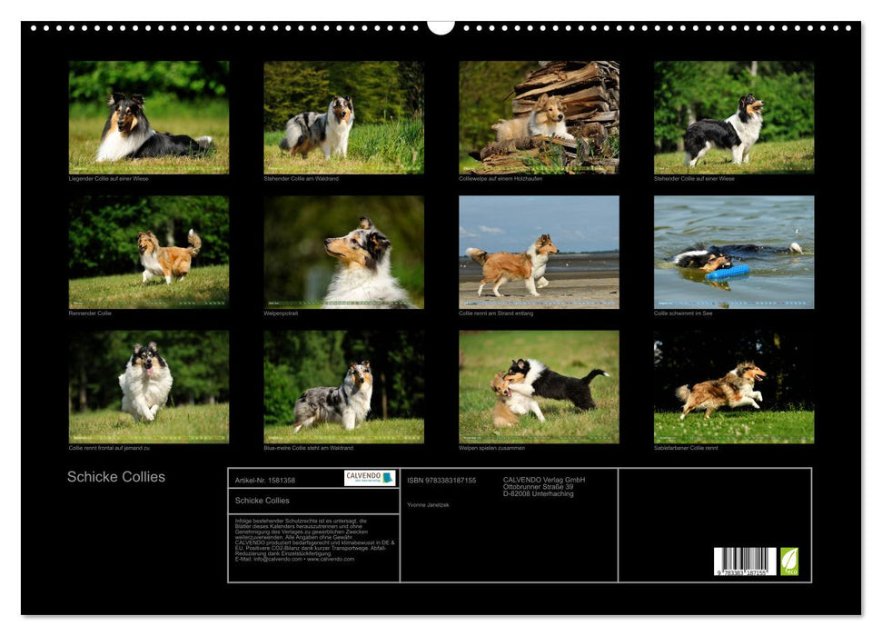 Chic collies (CALVENDO wall calendar 2024) 