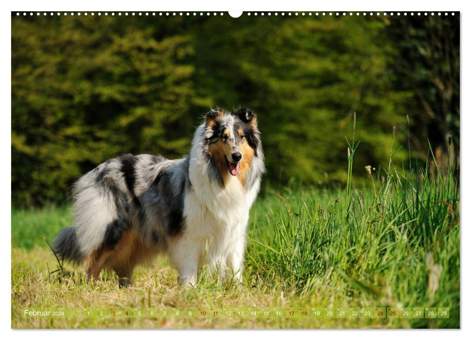 Chic collies (CALVENDO wall calendar 2024) 