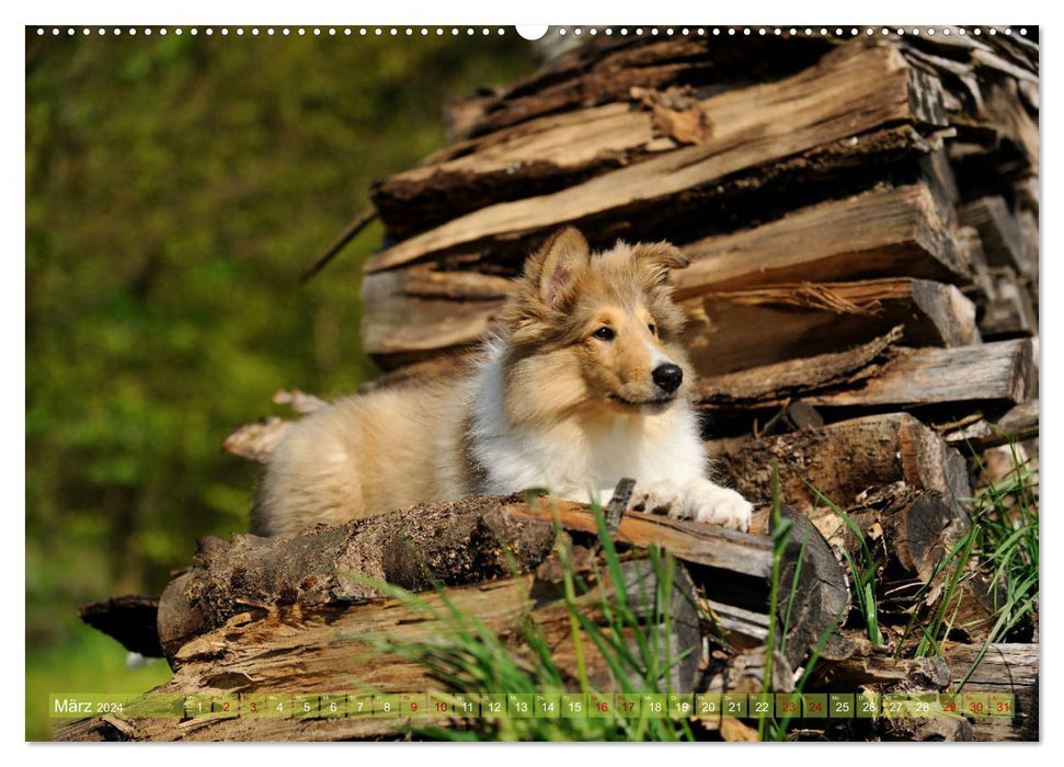 Chic collies (CALVENDO wall calendar 2024) 