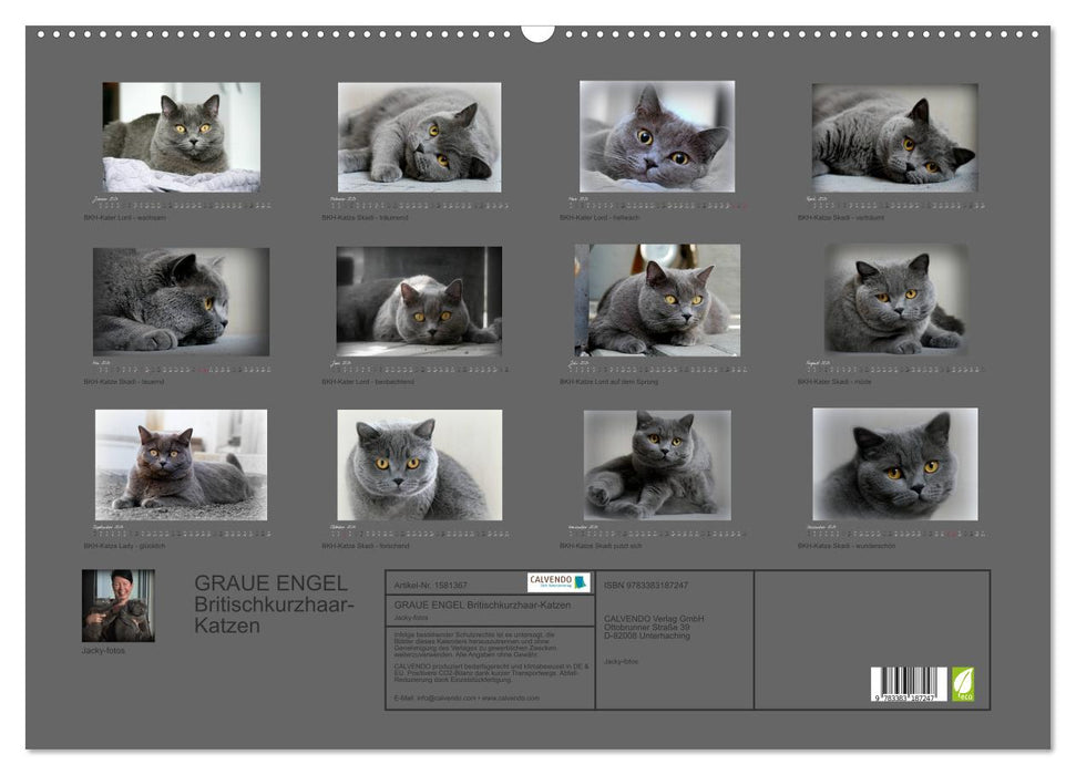 GRAY ANGEL British Shorthair Cats (CALVENDO Wall Calendar 2024) 