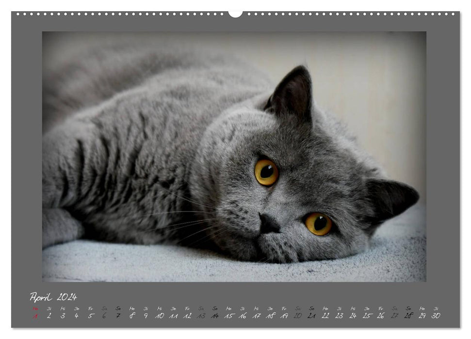 GRAUE ENGEL Britischkurzhaar-Katzen (CALVENDO Wandkalender 2024)
