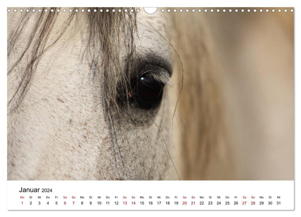 Pferde - im Galopp durch's Jahr 2024 (CALVENDO Wandkalender 2024)