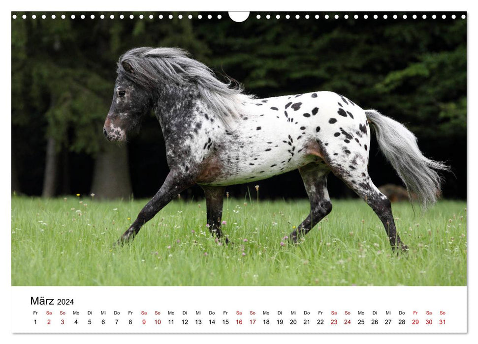 Horses - galloping through the year 2024 (CALVENDO wall calendar 2024) 