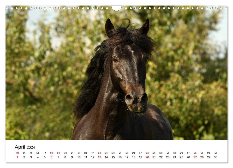 Horses - galloping through the year 2024 (CALVENDO wall calendar 2024) 