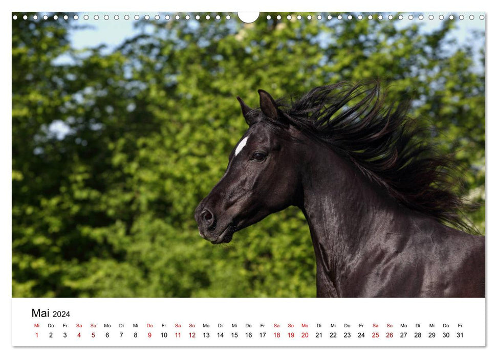 Pferde - im Galopp durch's Jahr 2024 (CALVENDO Wandkalender 2024)