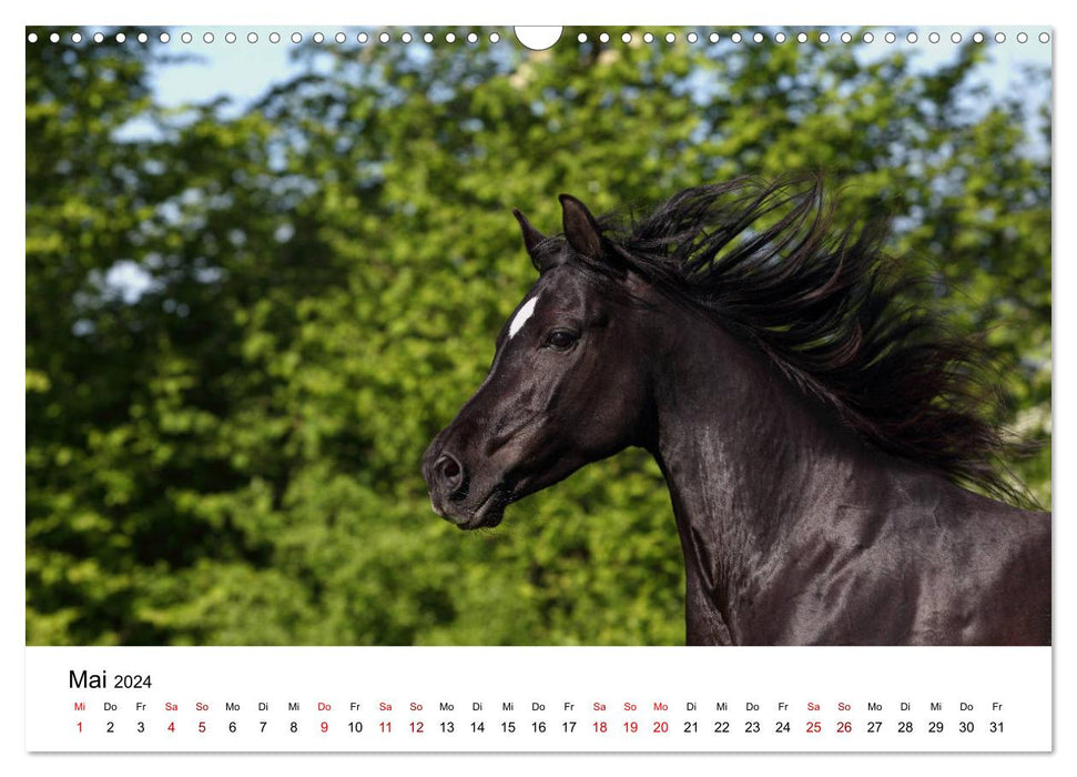 Horses - galloping through the year 2024 (CALVENDO wall calendar 2024) 