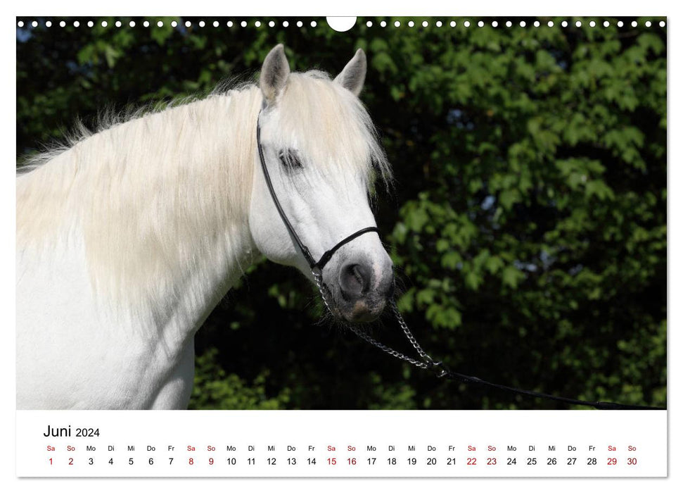 Horses - galloping through the year 2024 (CALVENDO wall calendar 2024) 