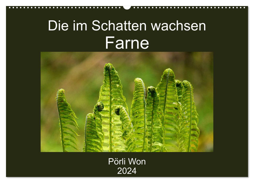 Those that grow in the shade - ferns (CALVENDO wall calendar 2024) 